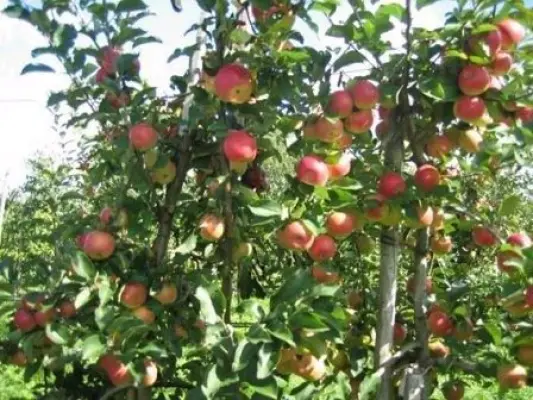 Afbeelding Fruitkwekerij Briggeman