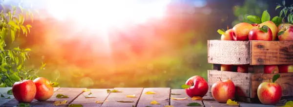 Afbeelding Fruitteeltbedrijf Van Schip
