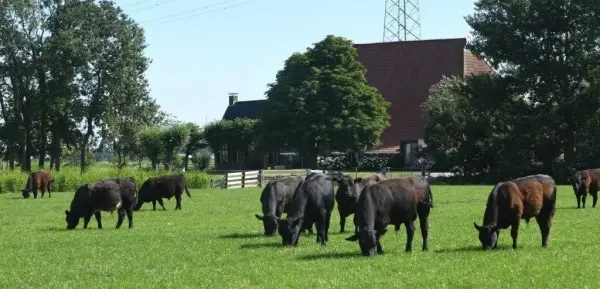 Afbeelding Frysk Black Angus