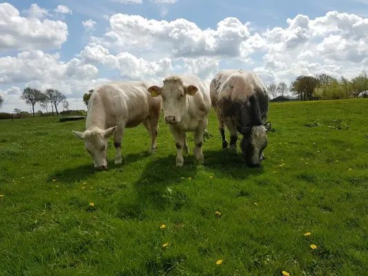 Afbeelding Fwr dienstverlening vlees