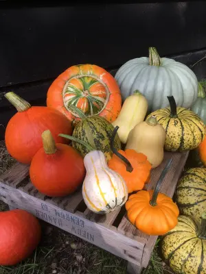 Afbeelding Gaal | Pompoenen