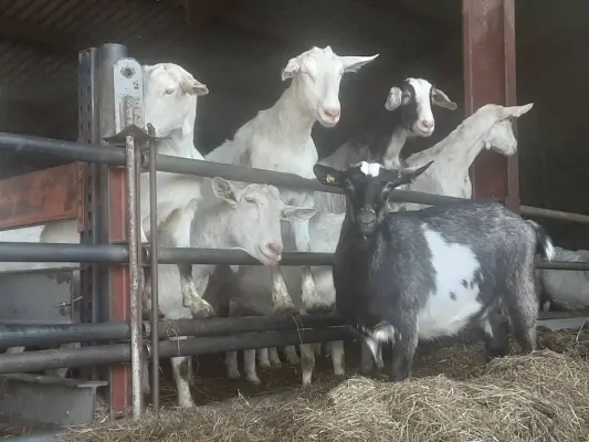 Afbeelding Geitenboerderij Twiegweerd