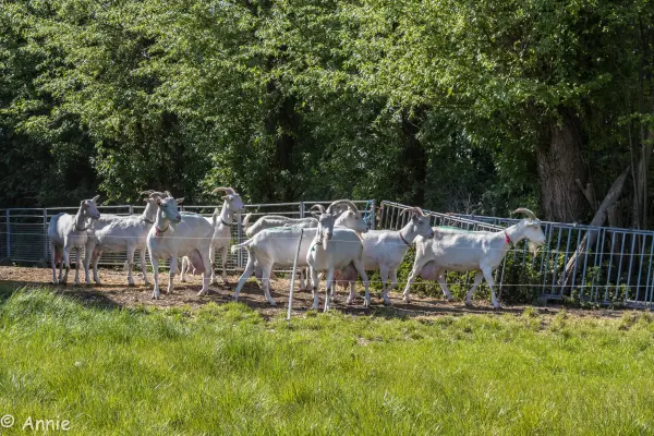Afbeelding Geitenkaasboerderij Pollehof