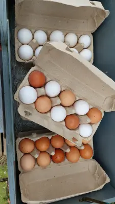 Afbeelding Melkveehouderij S. Dijkstra