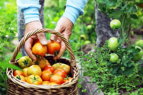 Afbeelding Groente & Fruit uit de tuin