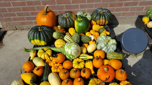 Afbeelding Hallo Weer Pompoenen