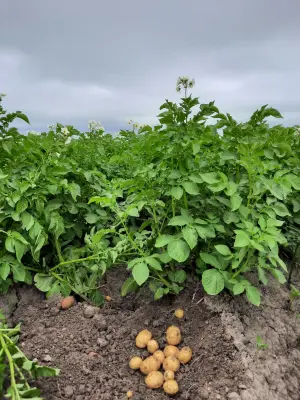 Productfoto Aardappelen