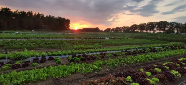 Afbeelding Hartelijke Groenten, biologische tuinderij