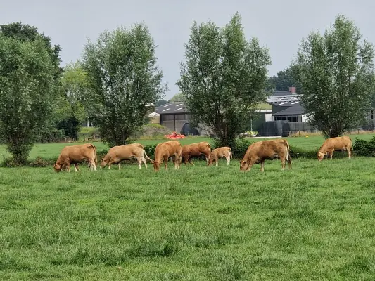 Afbeelding Heikants Vleesvee