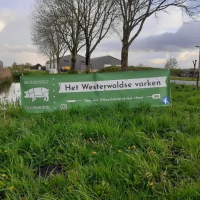 Afbeelding Het Westerwoldse varken