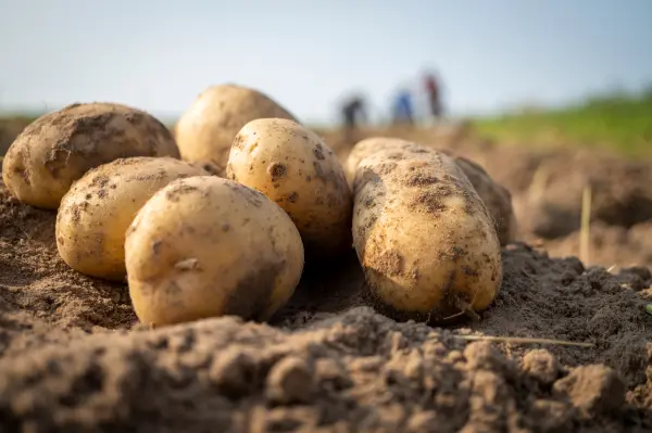 Afbeelding Hoeve Alzicht