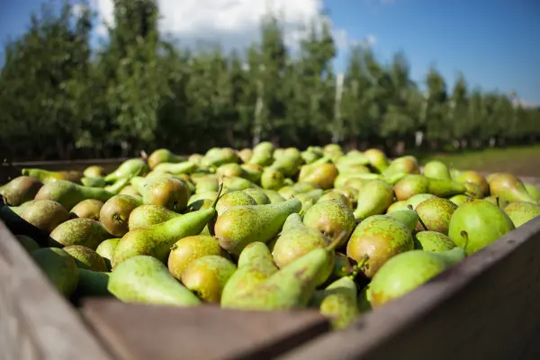 Afbeelding Houben Fruit Automaat