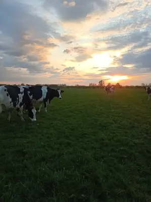 Afbeelding IJsboerderij Oans