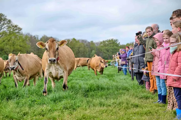 Afbeelding Jersey koeien Klein Slendebroek