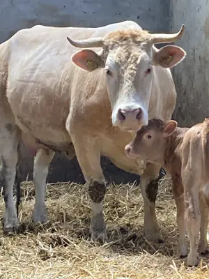 Afbeelding Jongenelen puur natuur rundvlees ⭐️⭐️