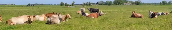 Afbeelding Kaasboerderij de Marlannen