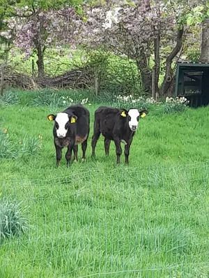 Afbeelding Kaasboerderij Langelaan