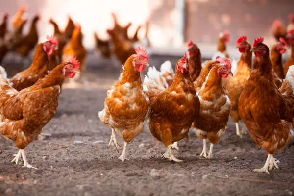 Afbeelding Kerk en Zanen Chickenfarm