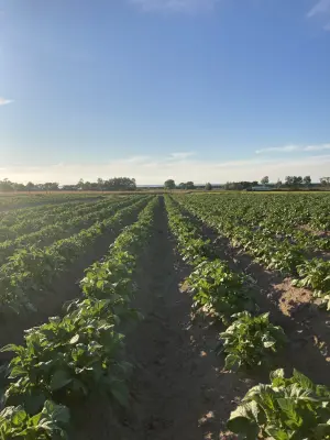 Afbeelding Kikkert aardappelen en meer