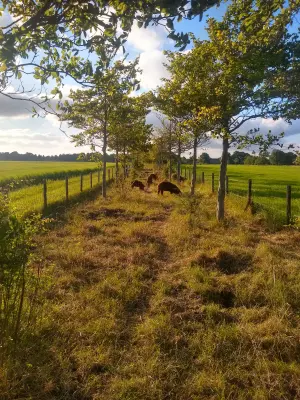 Afbeelding Kim's Scharrelvarkens