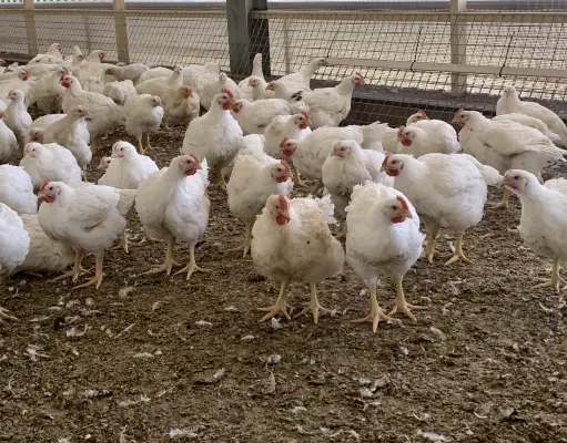 Afbeelding Heusinkveld Pluimvee | Kip van Hier