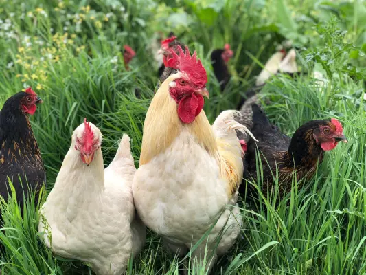 Afbeelding Natuurboerderij KipEigen