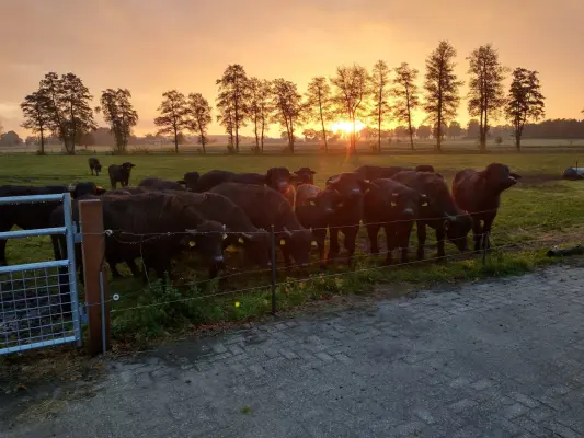Afbeelding Kolk Waterbuffels
