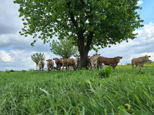 Afbeelding Koppel Boerderijwinkel
