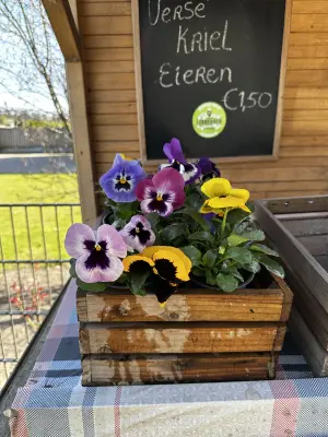 Productfoto Reuzen Violen Mix
