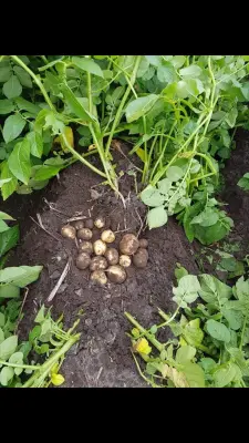 Afbeelding Landbouwbedrijf Kamphuis