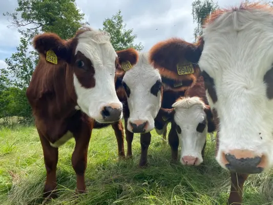 Afbeelding Landgoedboerderij Oosterheerdt