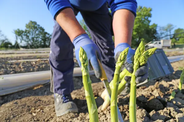 Afbeelding Landvers Asperges