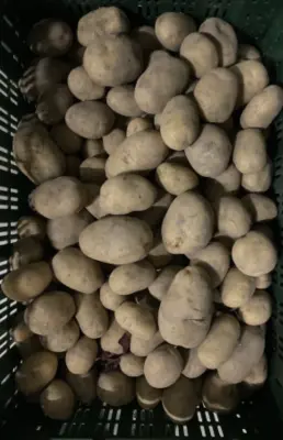Productfoto Frieslander