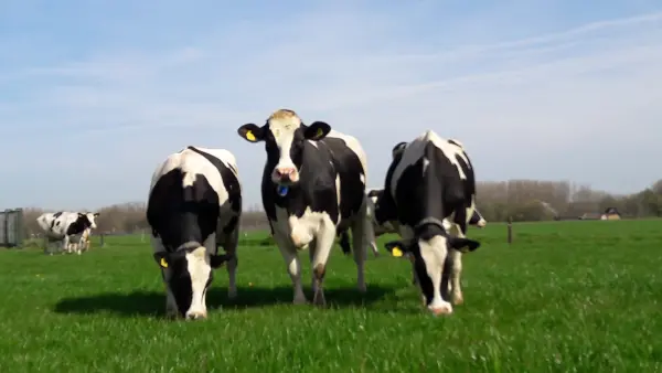 Afbeelding Melk & zo