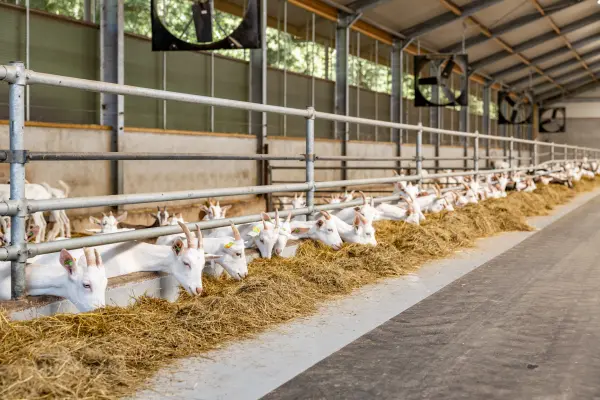 Afbeelding Melkgeitenhouderij Zuylestein - De Geitenkeet