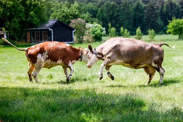 Afbeelding De Fleckiehoeve