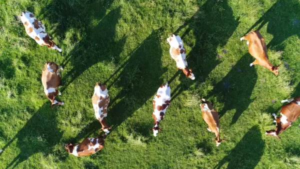 Afbeelding Melktap De Hoef