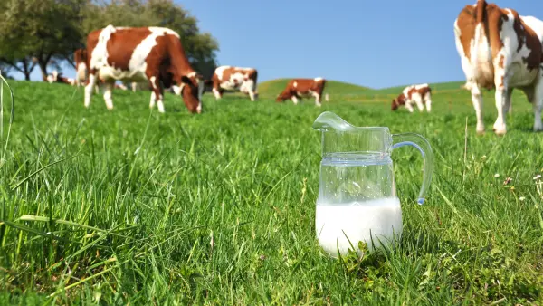 Afbeelding Melktap de Hogesteeg