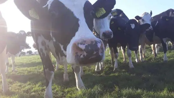 Afbeelding Melktap Familie Bijman