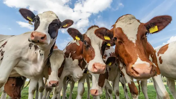 Afbeelding Melktap Het Rode Huis