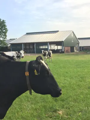 Afbeelding Melkveehouderij B. Talens