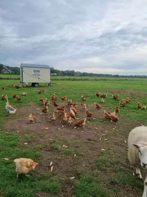 Afbeelding Moergestels Weide-Ei