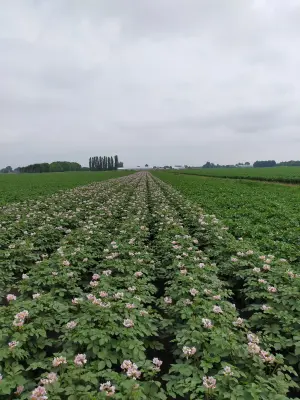 Afbeelding Mts Roos