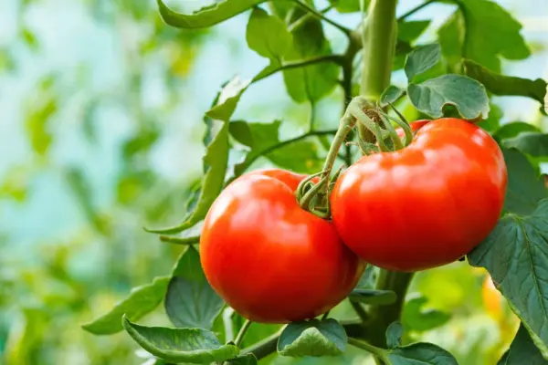 Productfoto Tomaten 2e klasse