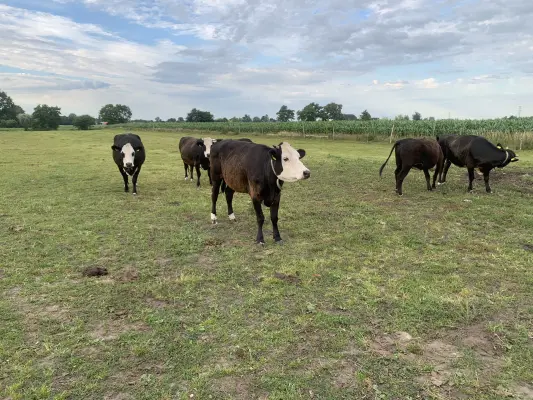Afbeelding Natuurlijkboerderijvlees