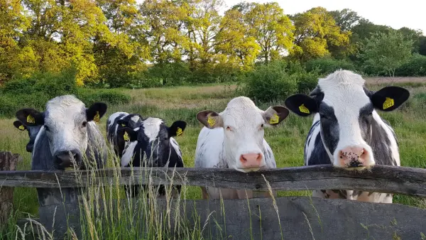 Afbeelding Nieuw Horster