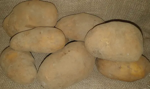 Productfoto 5 kg Agria Frietaardappels (oogst 2025, kleigrond)