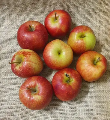 Productfoto 1,5 kg Elstar (of Jonagold aan eind van het appelseizoen)