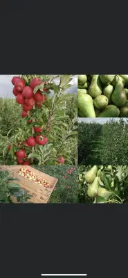 Afbeelding Oskam fruit