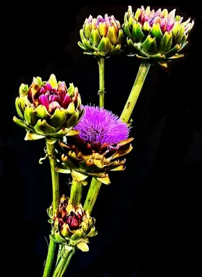 Productfoto Artisjok eigen kweek